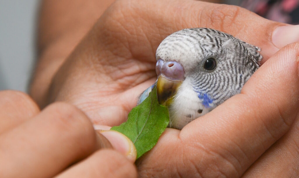 Das Foto zeigt einen Wellensittich der in einer Hand gehalten wird und ein Blatt knabbert