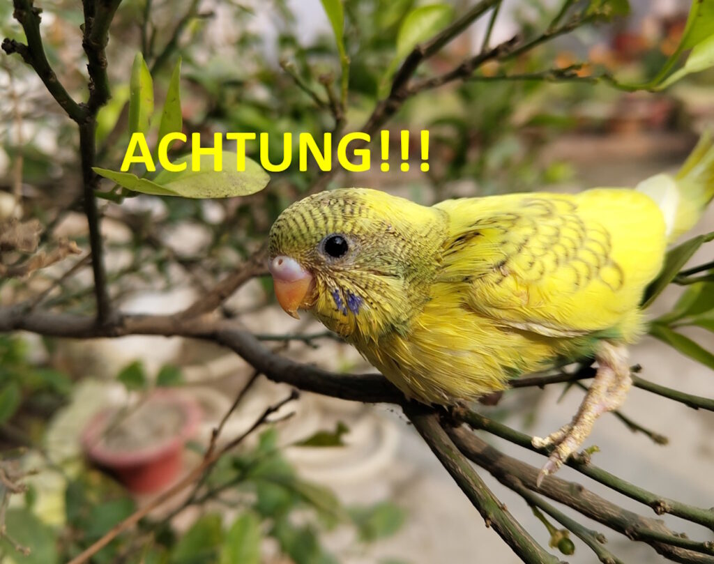 Das Foto zeigt einen Vogel in einem Baum