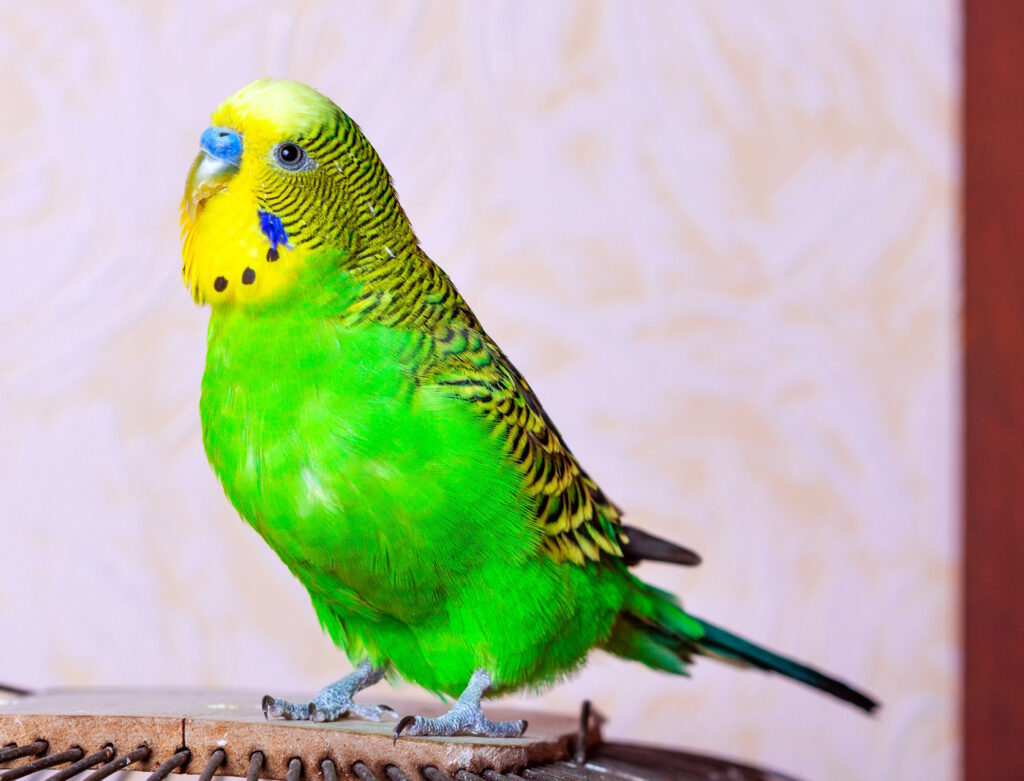 Das Foto zeigt einen grünen Wellensittich mit gelbem Kopf in Nahaufnahme