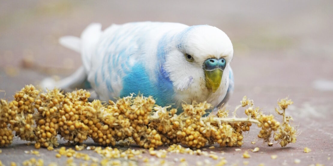 Das Foto zeigt einen Wellensittich der an einem Hirsekolben knabbert