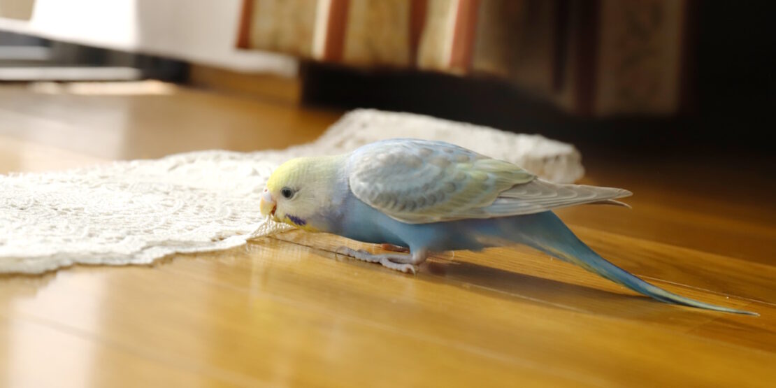 Das Foto zeigt einen Wellensittich der eine Decke anknabbert