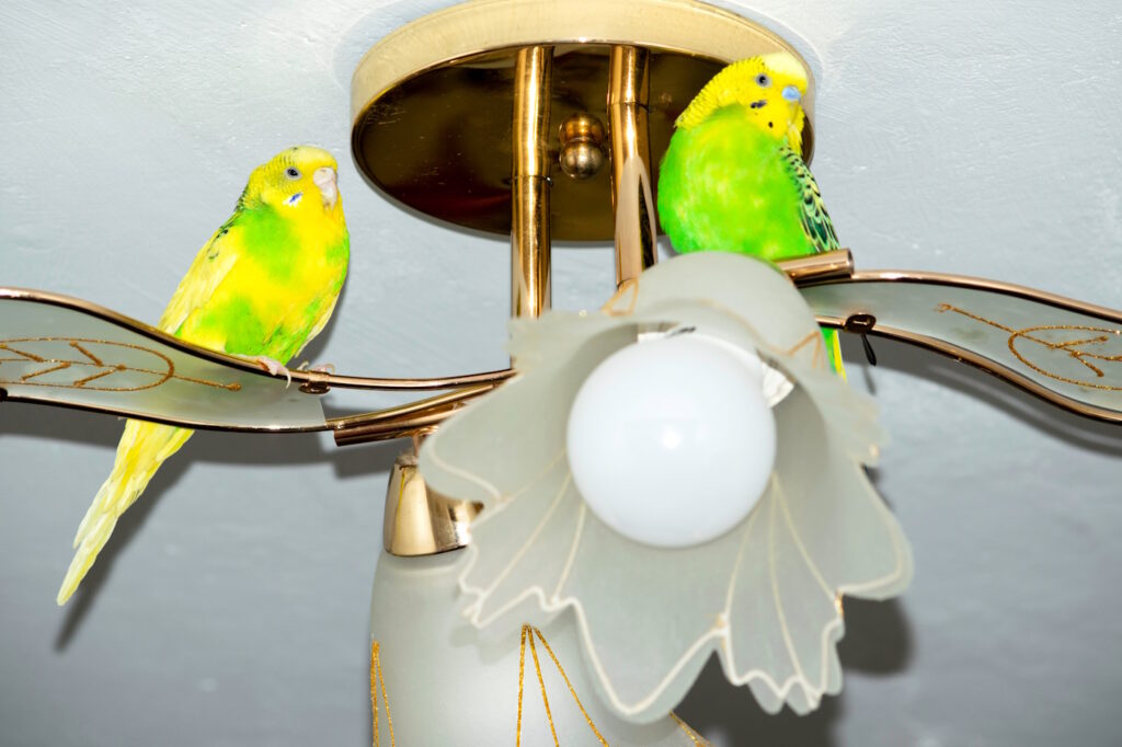 Das Foto zeigt zwei Wellensittiche, die auf einer Deckenlampe sitzen