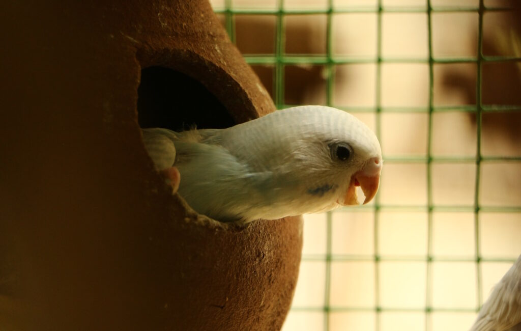 Das Foto zeigt ein Vogelbaby im Nistkasten