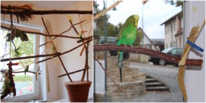 Das Foto zeigt auf der einen Seite einen selbstgebauten Vogelbaum und auf der anderen Seite einen Vogel der darauf sitzt