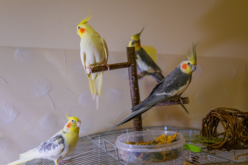 Das Foto zeigt V&ouml;gel auf einem Holz-Vogelbaum