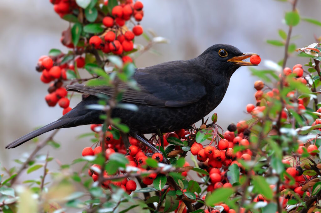 Das Foto zeigt eine Amsel die Vogelbeeren frisst