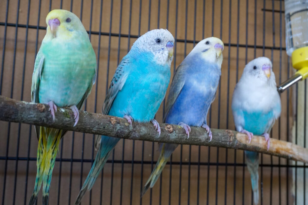 Das Foto zeigt mehrere Wellensittiche auf einer Stange neben einer Vogeltränke