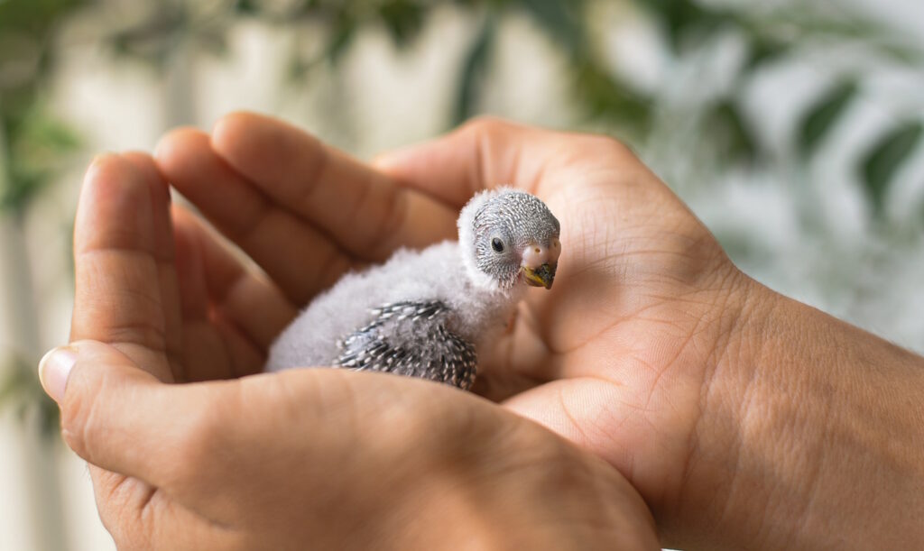 Das Foto zeigt ein Wellensittich Baby in den Händen eines Menschen