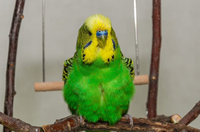 Wie Alt Werden Wellensittiche In Der Regel Steckbrief Wellensittich - Herkunft, Verhalten und Ernährung