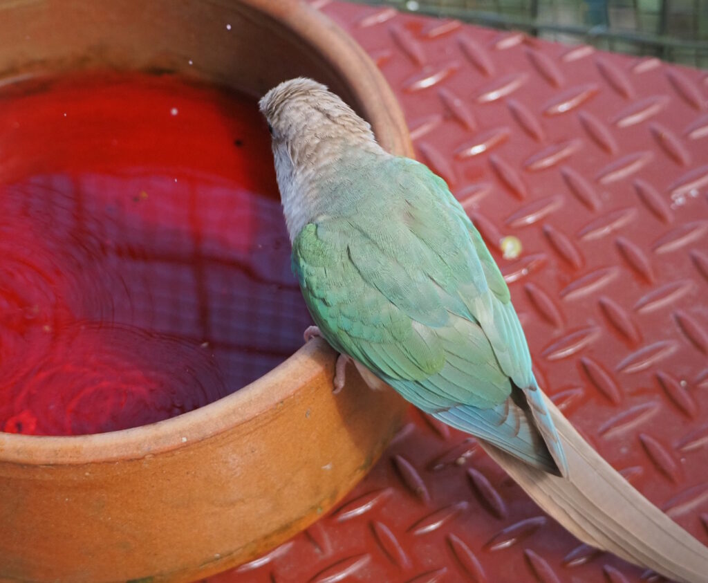 Das Foto zeigt einen Wassernapf aus Keramik und einen Wellensittich