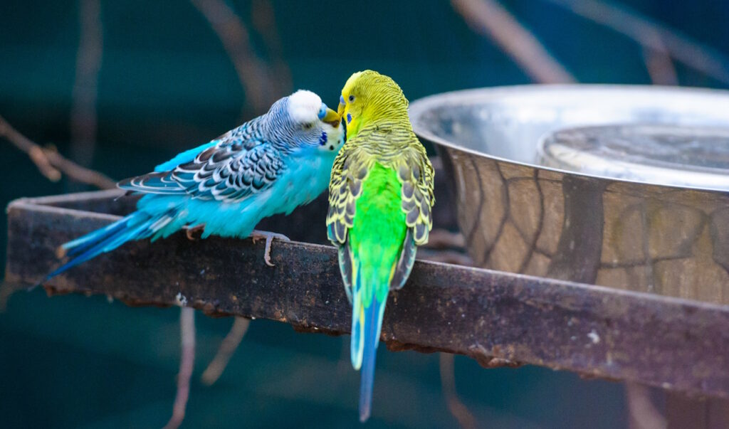 Das Foto zeigt zwei Wellensittiche an einem Wassernapf aus Edelstahl