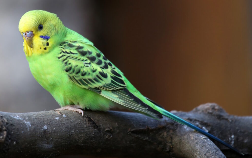 Das Foto zeigt einen Wellensittich der auf einem Ast sitzt