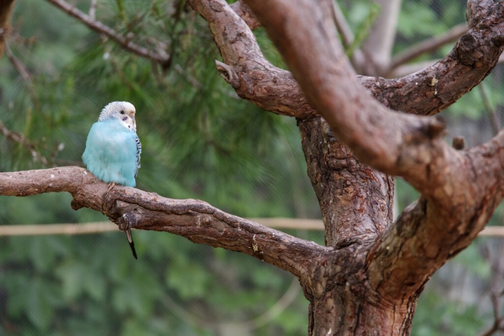 Das Foto zeigt einen Wellensittich auf dem Baum