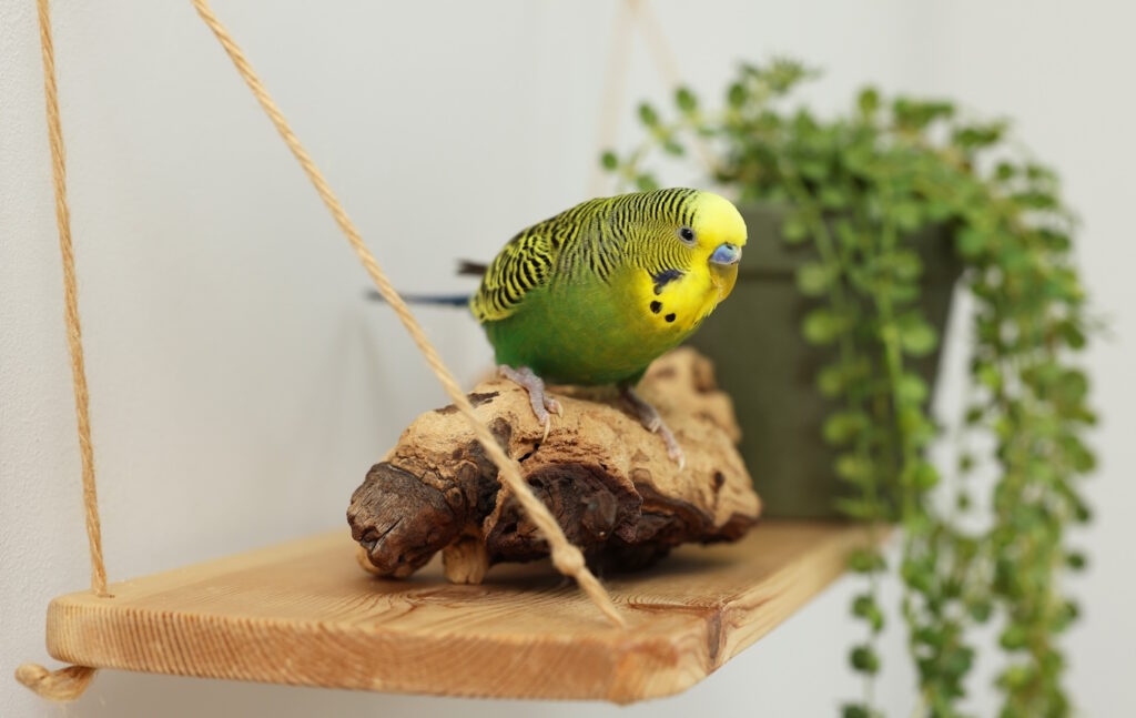 Das Foto zeigt einen Wellensittich auf einem Regal sitzend