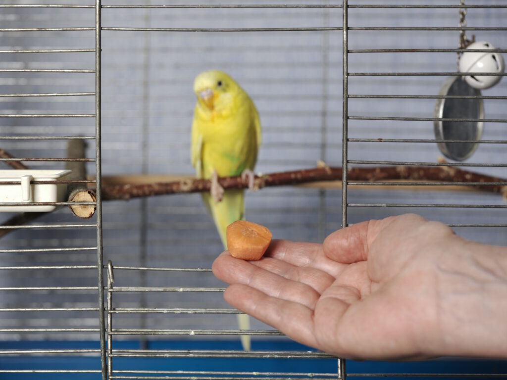 Das Foto zeigt einen Wellensittich der aus der Hand gefüttert wird