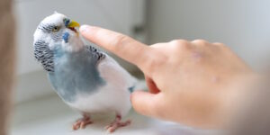 Das Foto zeigt einen Wellensittich der in einen Finger beißt