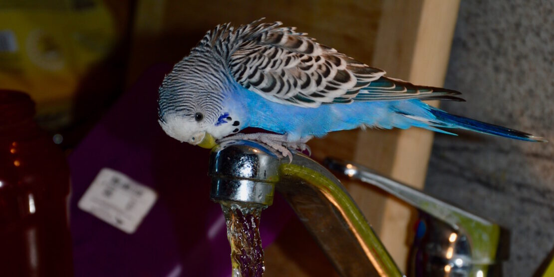 Das Foto zeigt einen Wellensittich auf einem Wasserhahn