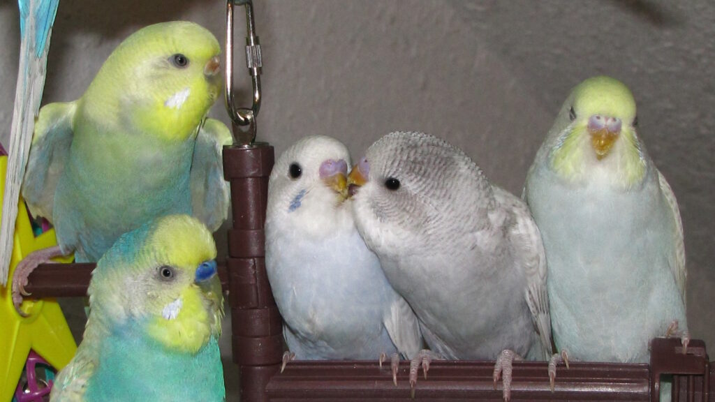 Das Foto zeigt eine Wellensittichfamilie
