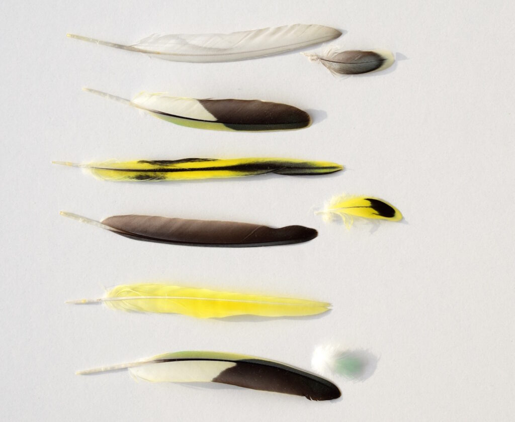 Das Foto zeigt verschiedene Wellensittichfedern