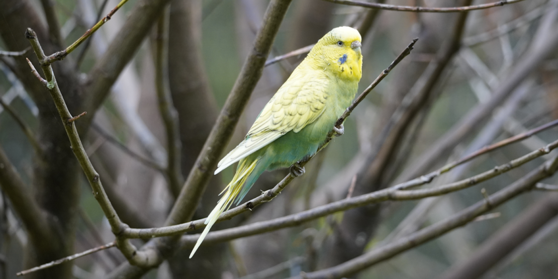 Das Foto zeigt einen Wellensittich auf einem Baumast
