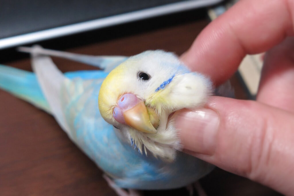 Das Foto zeigt einen Wellensittich der gekrault wird