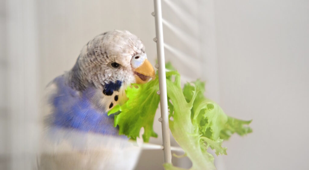Das Foto zeigt einen Wellensittich der Salat frisst