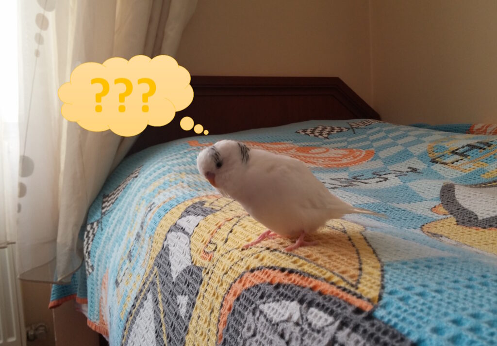 Das Foto zeigt einen Wellensittich auf dem Bett