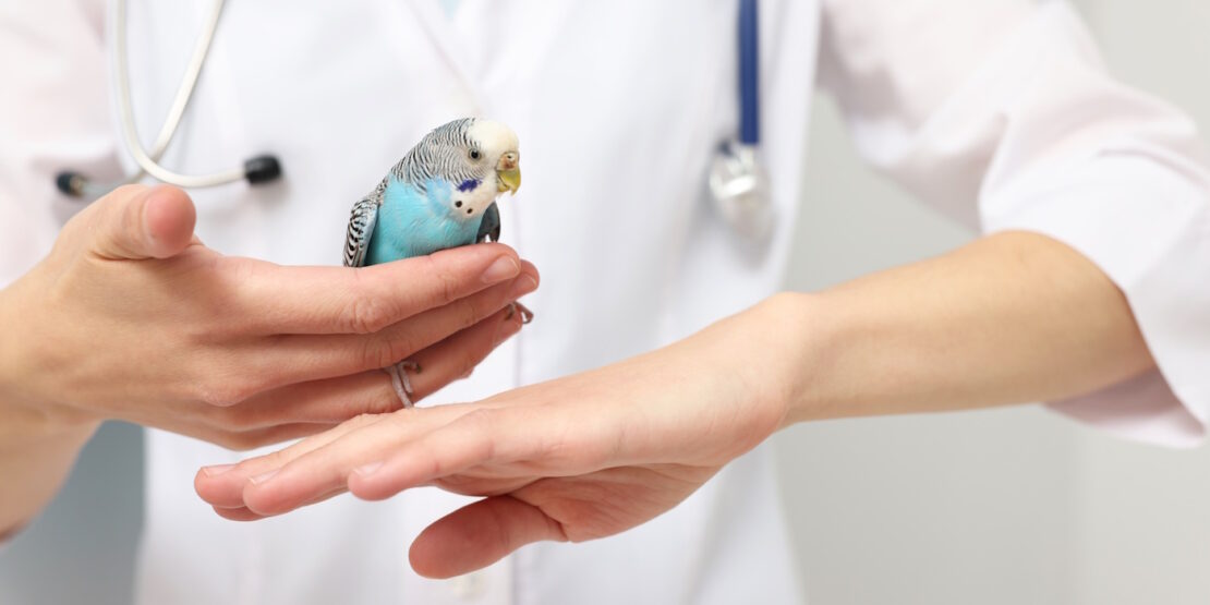 Das Foto zeigt einen Wellensittich auf dem Arm einer Tierärztin