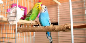 Das Foto zeigt ein Wellensittichpärchen in seinem Käfig