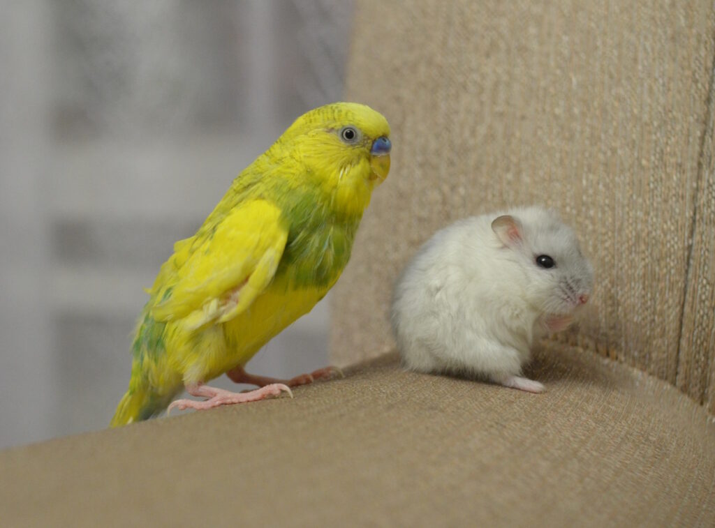 Das Foto zeigt einen Wellensittich neben einem Hamster