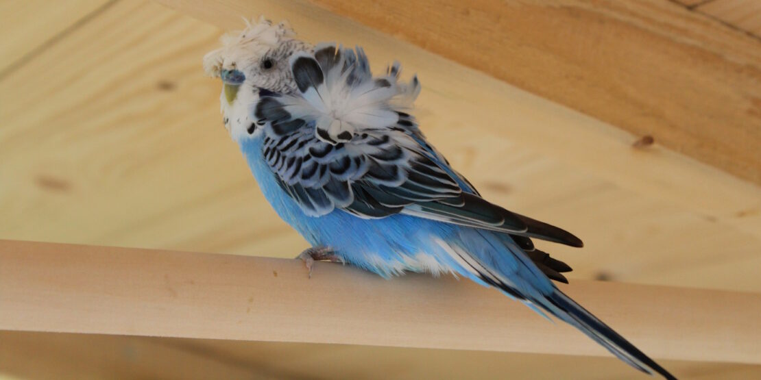 Das Foto zeigt einen Wellensittich der zerzauste Federn hat