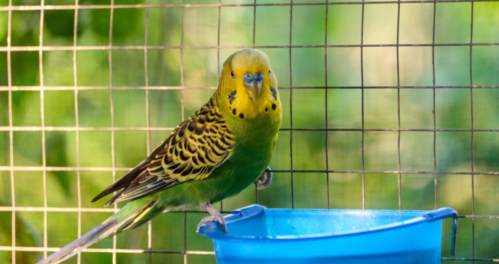 Das Foto zeigt einen Wassernapf aud Plastik und einen Wellensittich 