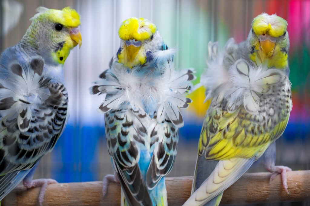 Das Foto zeigt Wellensittiche mit abstehenden Federn
