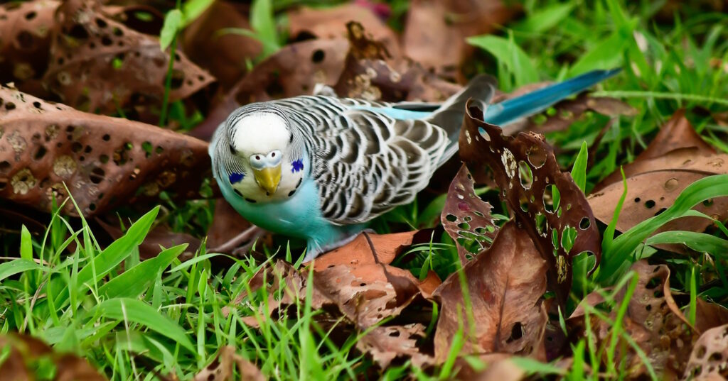 Das Foto zeigt einen Wellensittich im Garten
