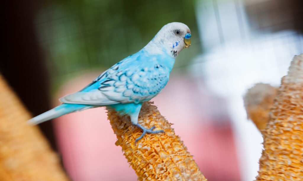 Das Foto zeigt einen Wellensittich mit Mais