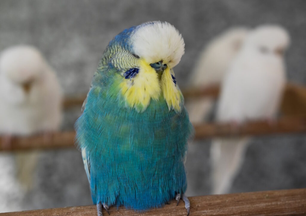 Das Foto zeigt einen zufriedenen Vogel