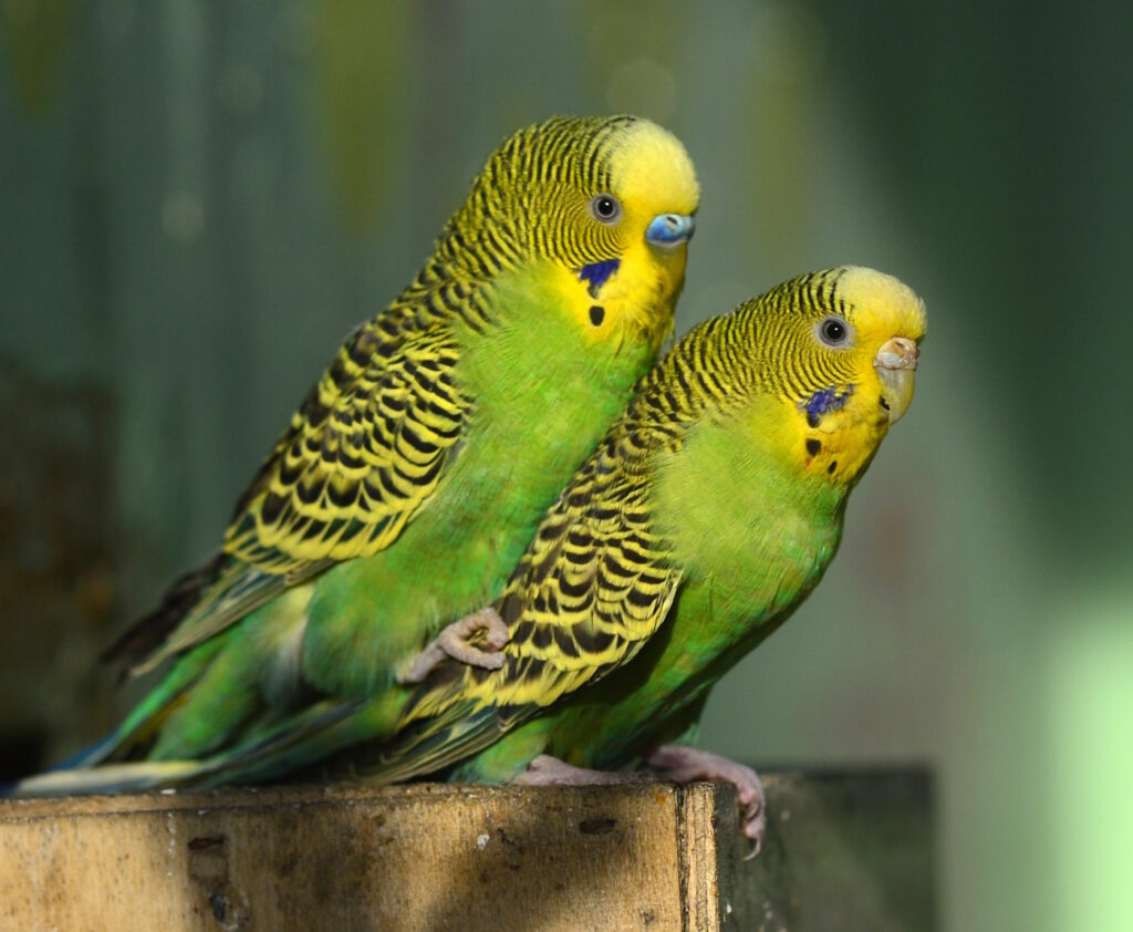 Das Foto zeigt ein Wellensittichpaar das nebeneinander sitzt
