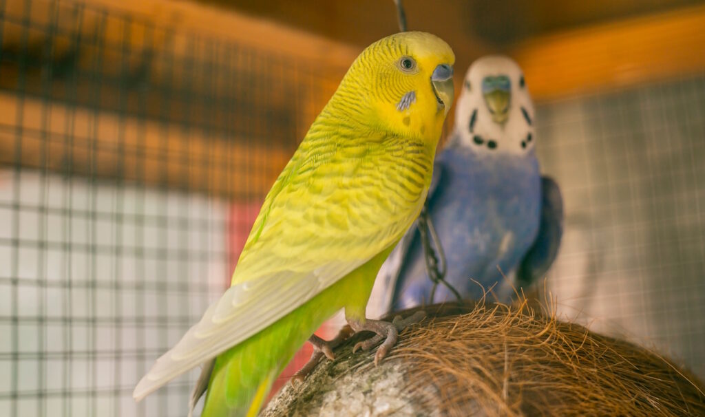 Das Foto zeigt zwei Wellensittiche die nebeneinander sitzen
