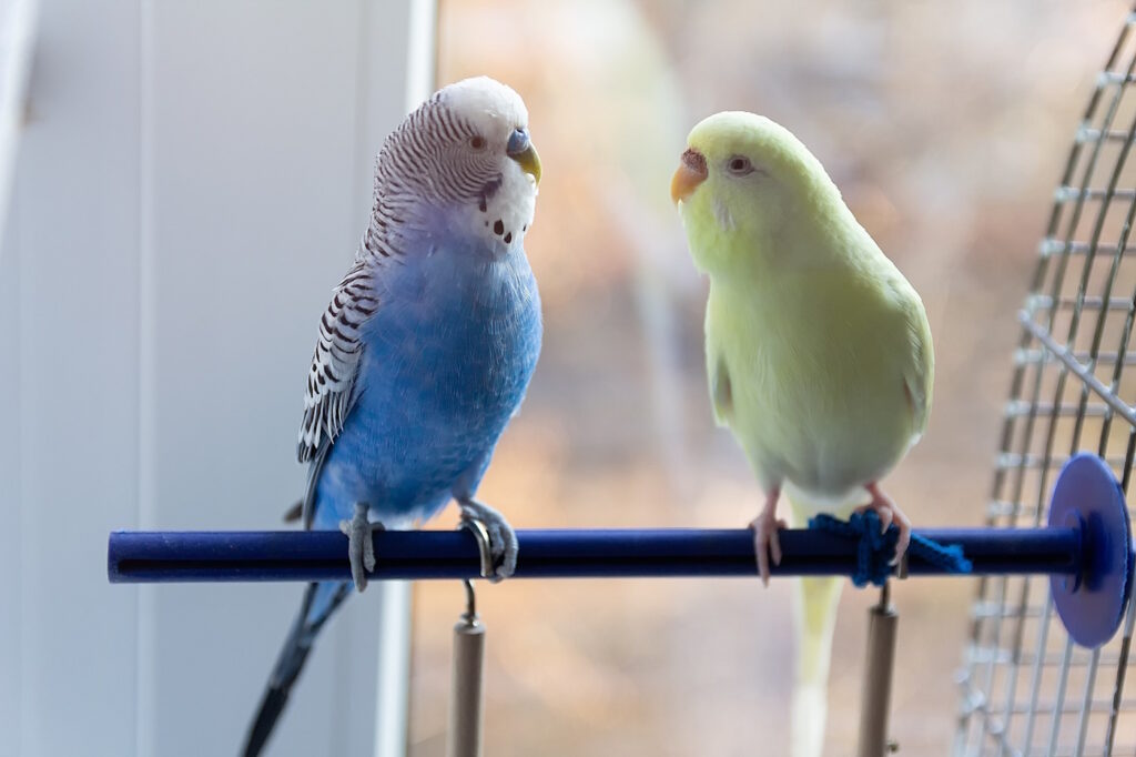 Das Foto zeigt zwei Wellensittiche auf einer Sitzstange aus Plastik