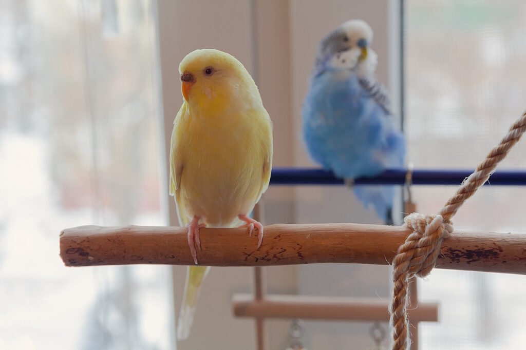 Das Foto zeigt zwei Vögel auf Sitzstangen