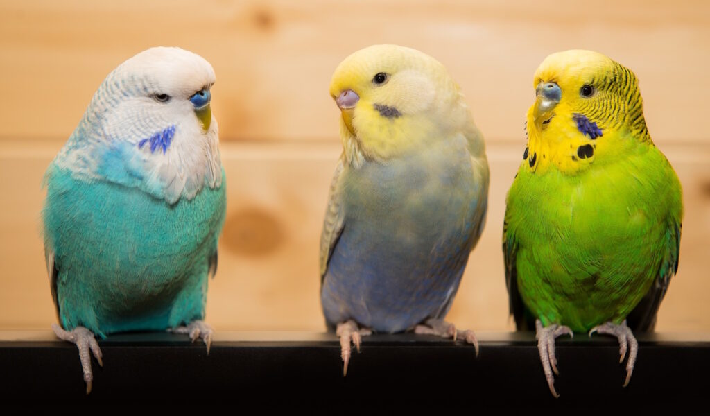 Das Foto zeigt drei Wellensittiche in unterschiedlichen Farben